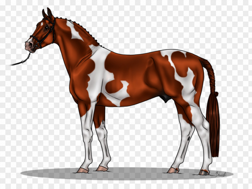 Tricky Stallion Mustang Budyonny Horse Foal Mare PNG