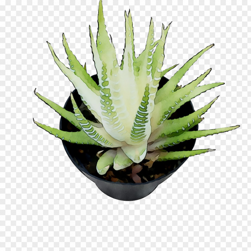 Agave Tequilana Nectar Aloe Vera Aloes PNG