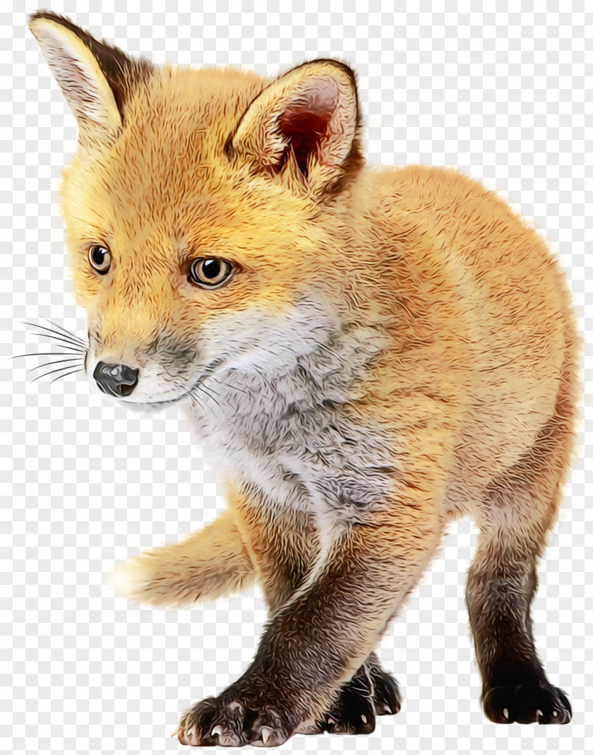 Fawn Fur Red Fox Dhole Kit Painting PNG