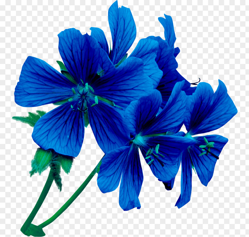 Flower Blue Rose Violet PNG