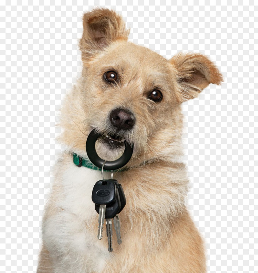 Police Dog Norwich Terrier Norfolk Cairn Morkie Pet PNG