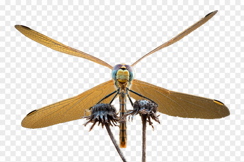 Dragonflies Butterfly Net-winged Insects Pterygota Pollinator PNG