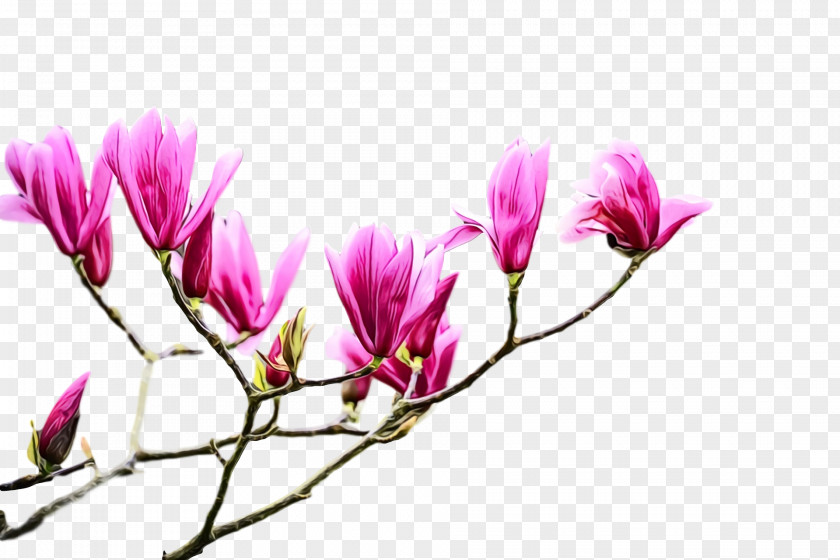 Flower Plant Petal Pink Spring PNG