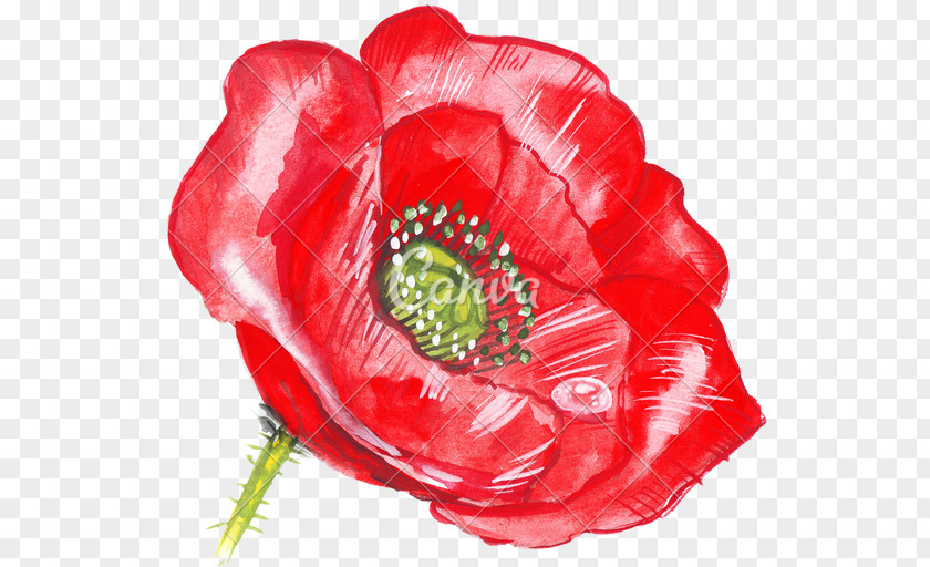 Leaf Watercolor Common Poppy Drawing Flower Hand PNG