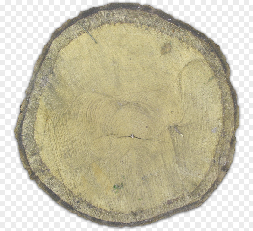 Stump Tree Lurker Wood PNG