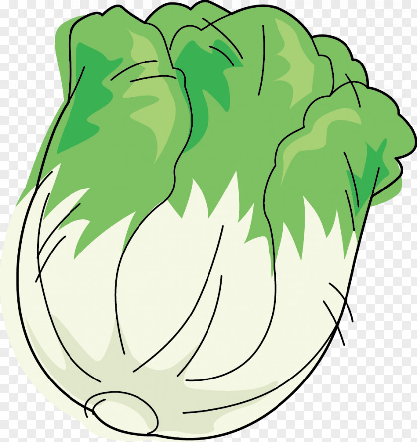 Head Of Cabbage Leaf Vegetable Napa Cartoon PNG