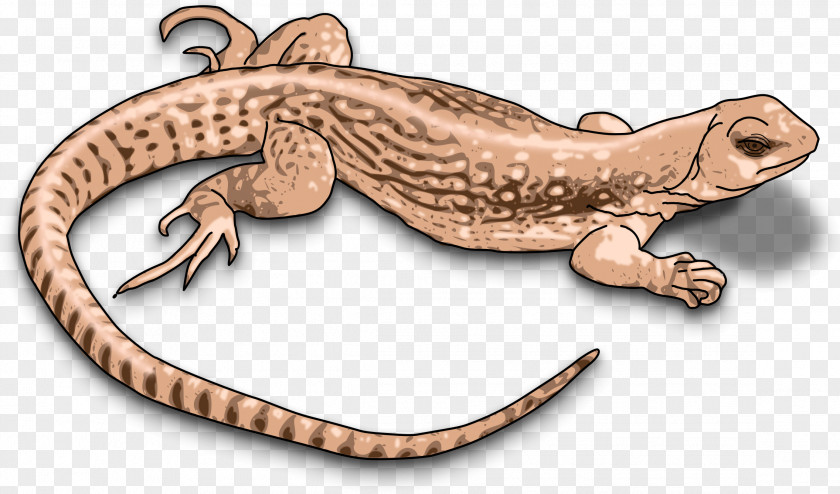 Lizard Komodo Dragon Reptile Chameleons Clip Art PNG