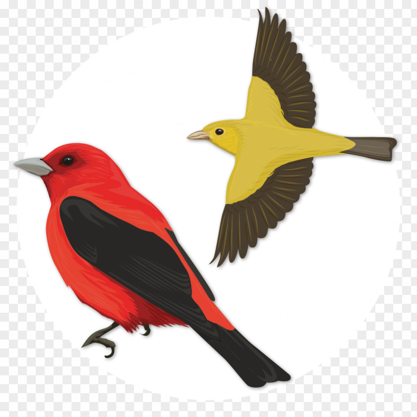 Bird Scarlet Tanager Old World Oriole Oyster Bay PNG