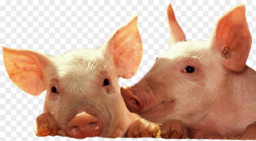 Boar Domestic Pig Piglet Desktop Wallpaper Cattle PNG