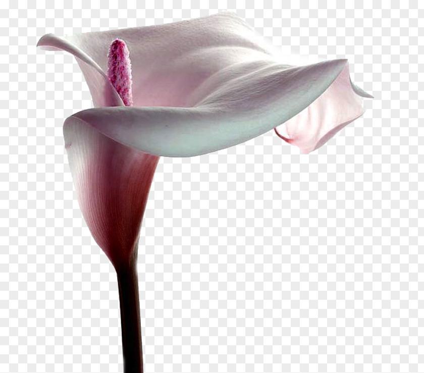Flower Arum Lilies Centerblog Magnolia PNG