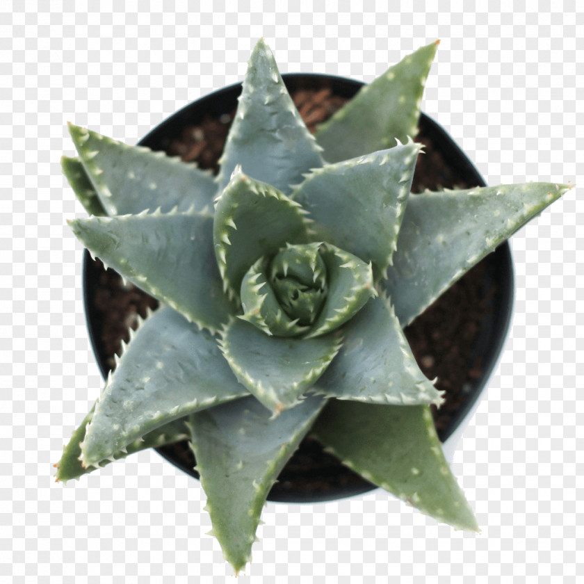 Leaf Aloe Brevifolia Succulent Plant Rosette Agave PNG