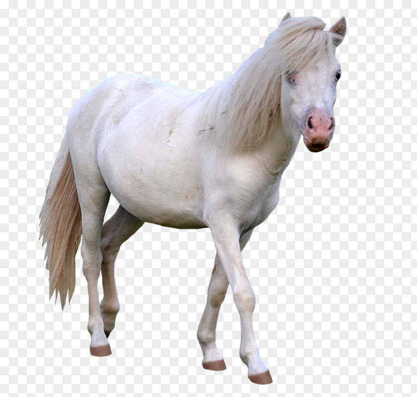 Mini American Miniature Horse Arabian Mustang Stallion Mare PNG