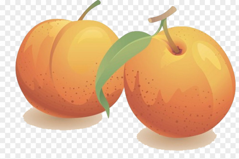 Peach Nectarine Fruit Clip Art PNG