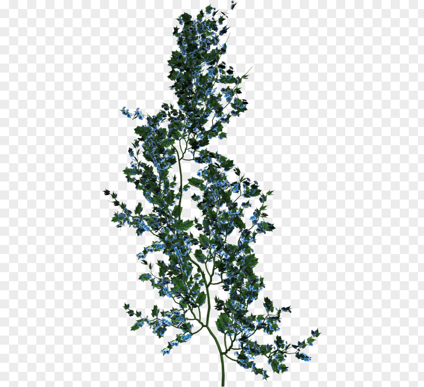 Plant Plantes Et Fleurs Vine Clipping Path PNG