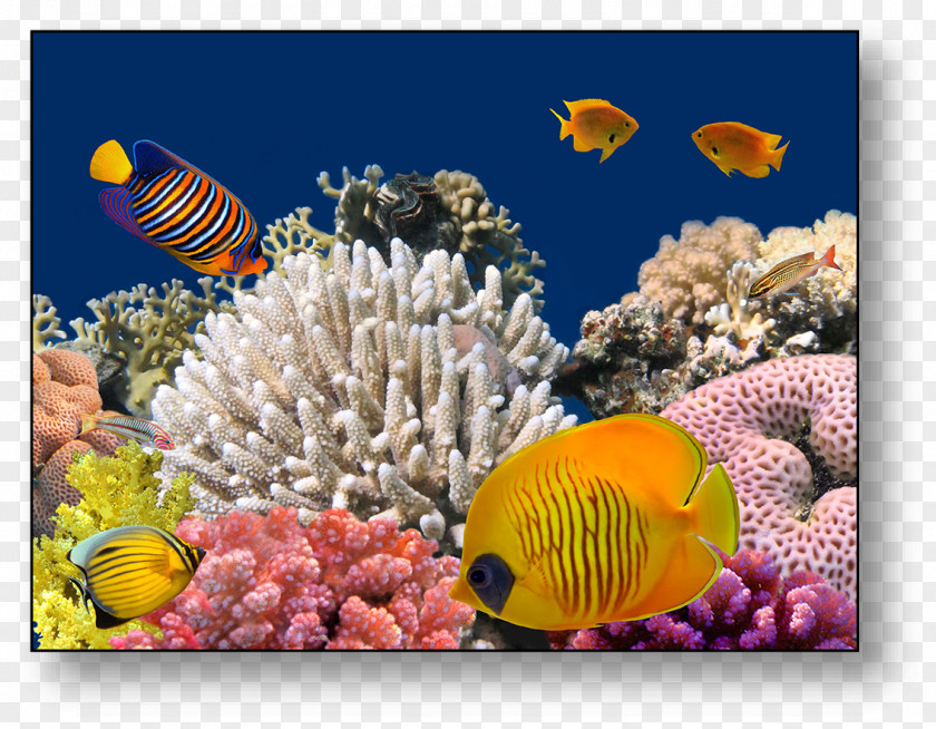 Reef Red Sea Bligh Water Coral Underwater PNG