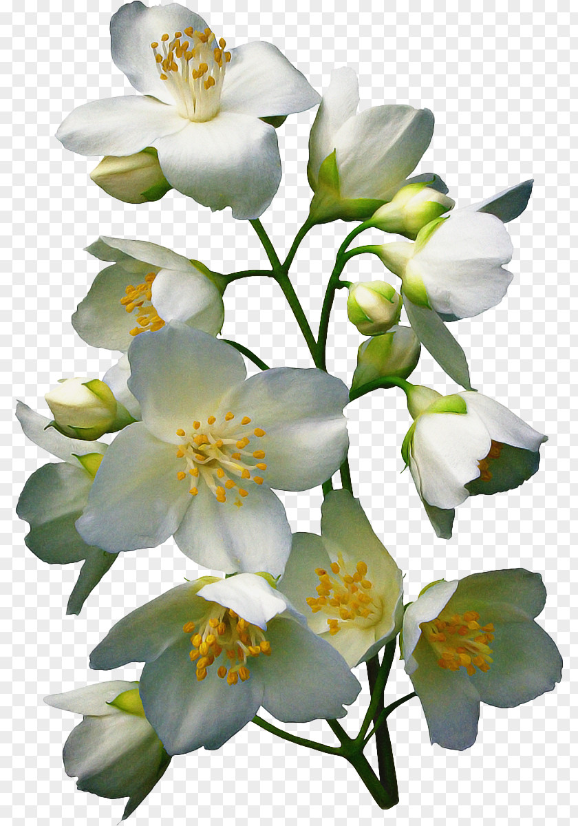 Rose Family Rosa Sericea Flower Flowering Plant Petal White PNG