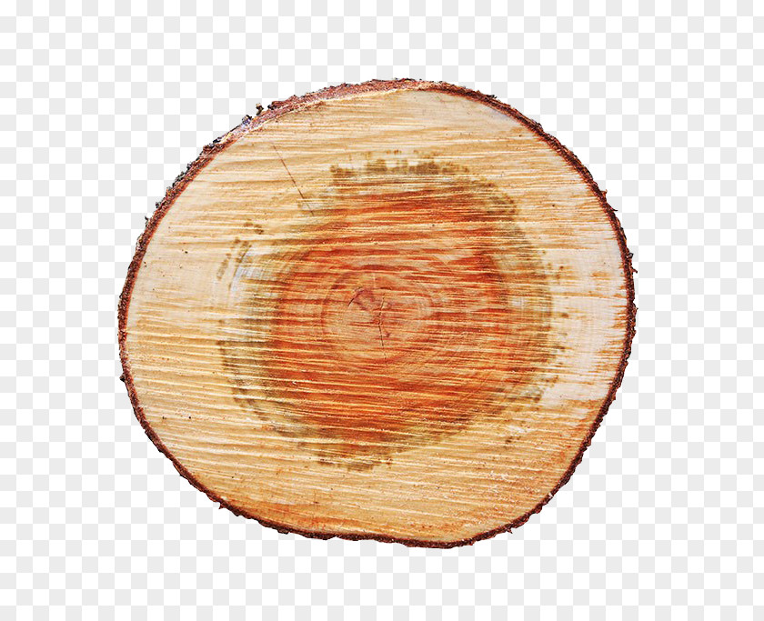 Tree Pictures Wood Fir PNG