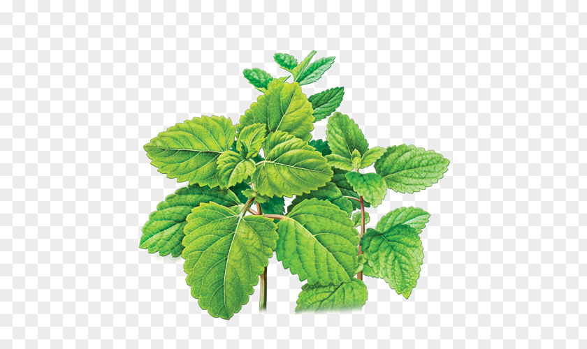 Mint Tea Herbal Lemon Balm Bag PNG