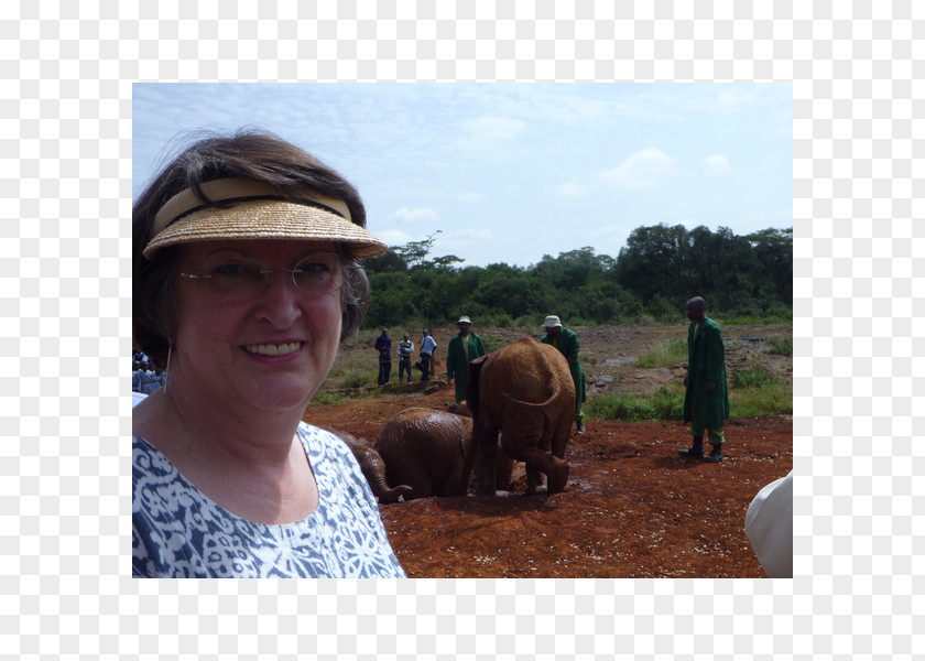 Safari Indian Elephant African Pack Animal Elephantidae PNG