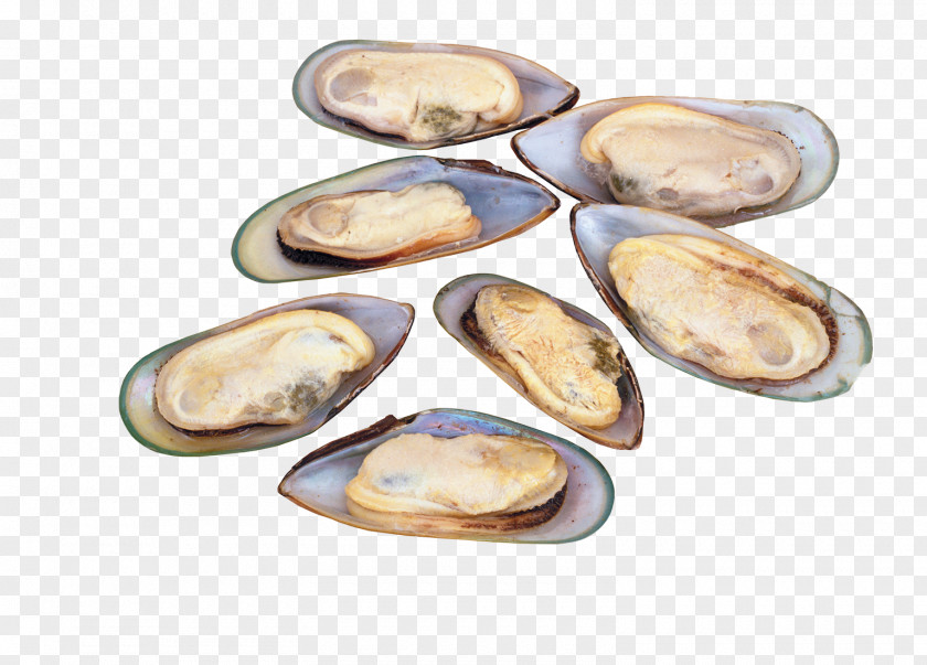 Seafood Razor Shells La Vitamina B12 Nutrient Vitamin B-12 Deficiency PNG