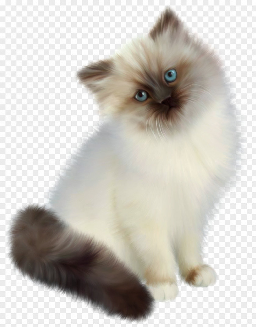 Flowers And Floral Pattern Material Siamese Cat Ragdoll Birman Dog Clip Art PNG