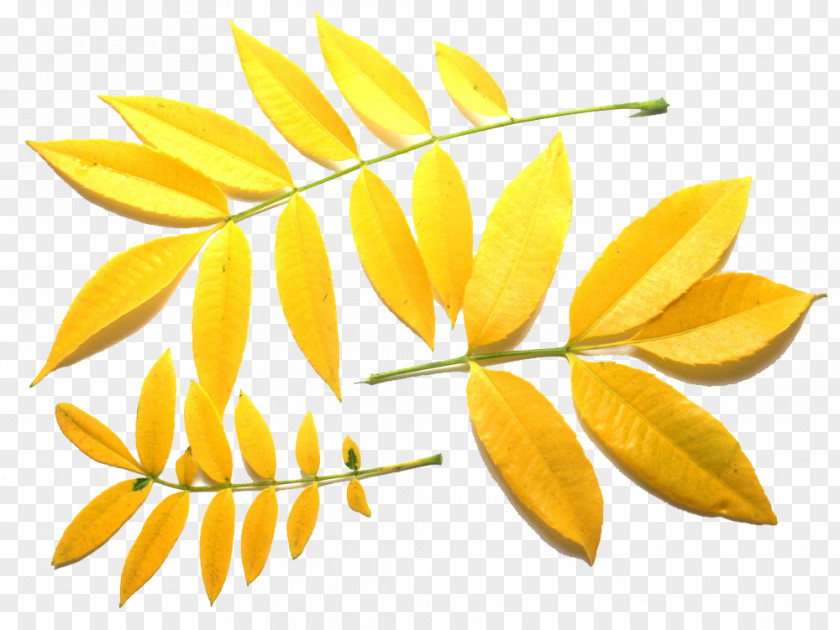 Golden Leaves PNG leaves clipart PNG