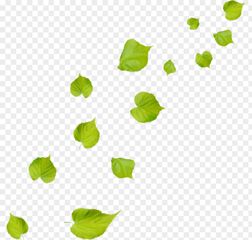 Leaf Green PNG