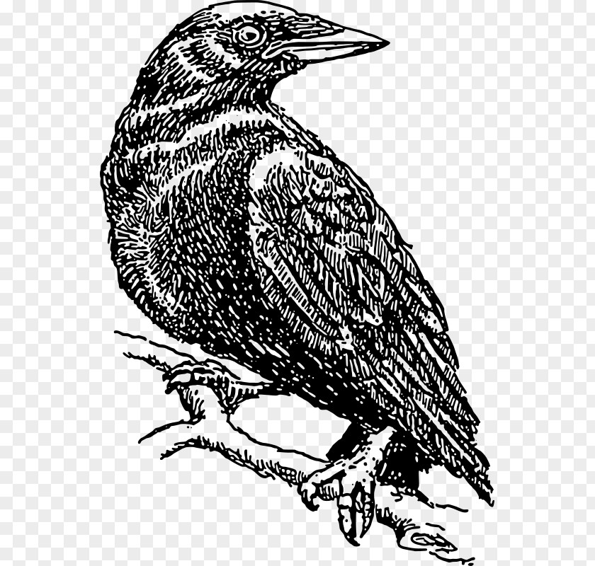 Perched Raven Overlay American Crow Drawing Clip Art PNG