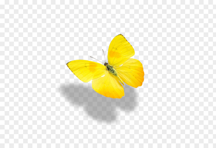 Yellow Butterfly Monarch PNG