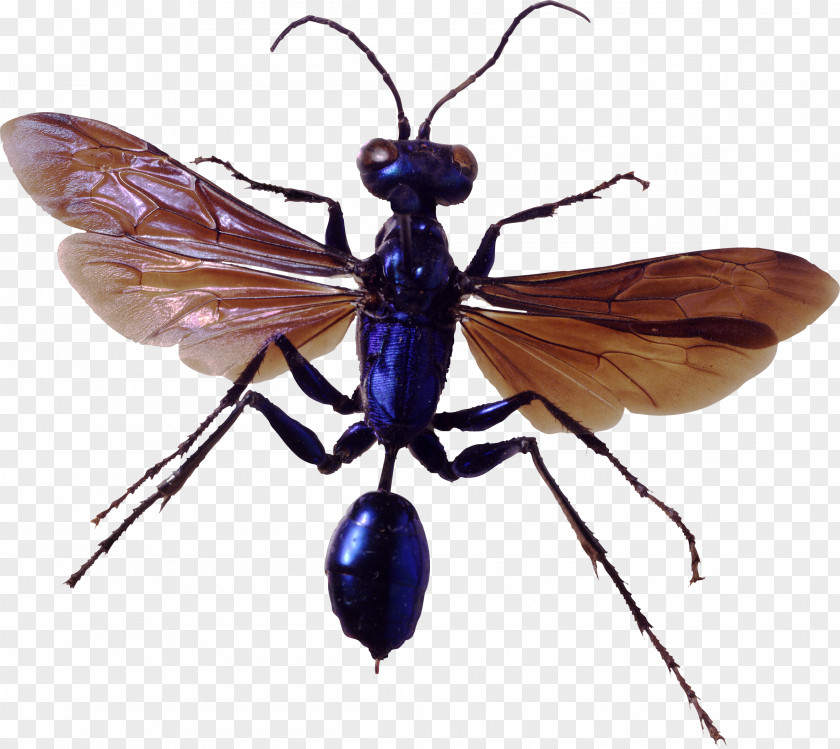 Bugs PNG clipart PNG