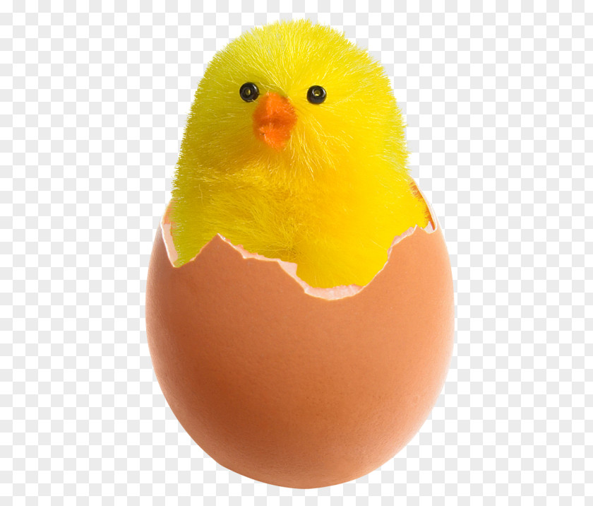 Chickens Chicken Fried Egg PNG