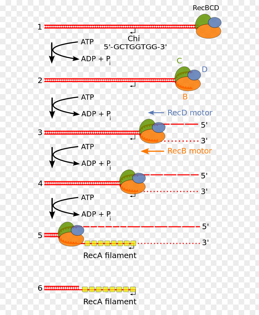 Exonuclease Endonuclease RecBCD Homologous Recombination DNA PNG