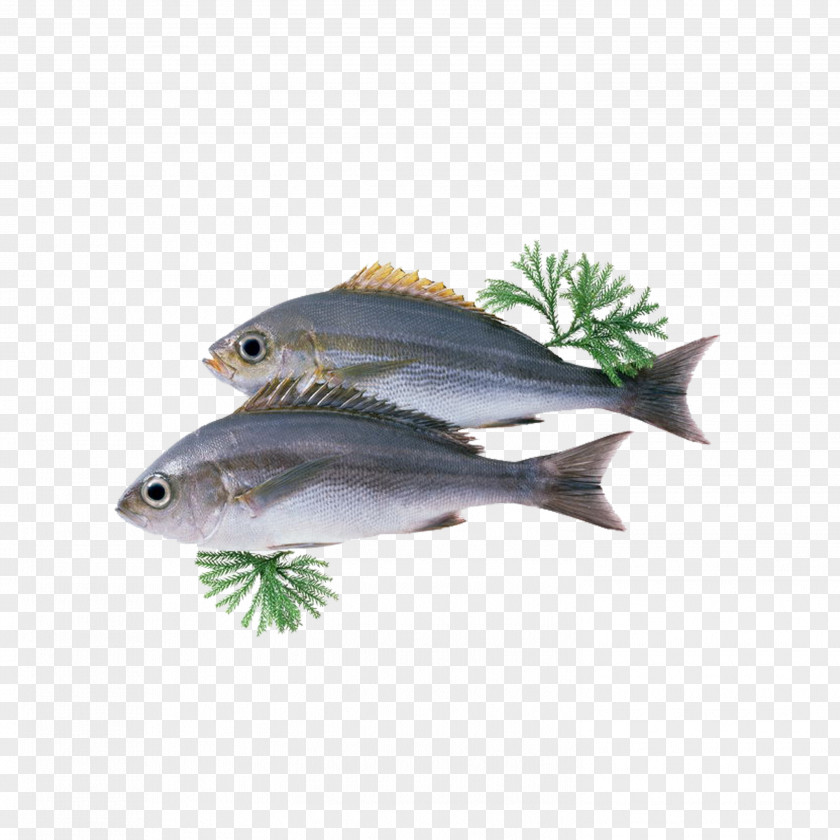 Fish Dietary Supplement Docosahexaenoic Acid Child Oil Capsule PNG