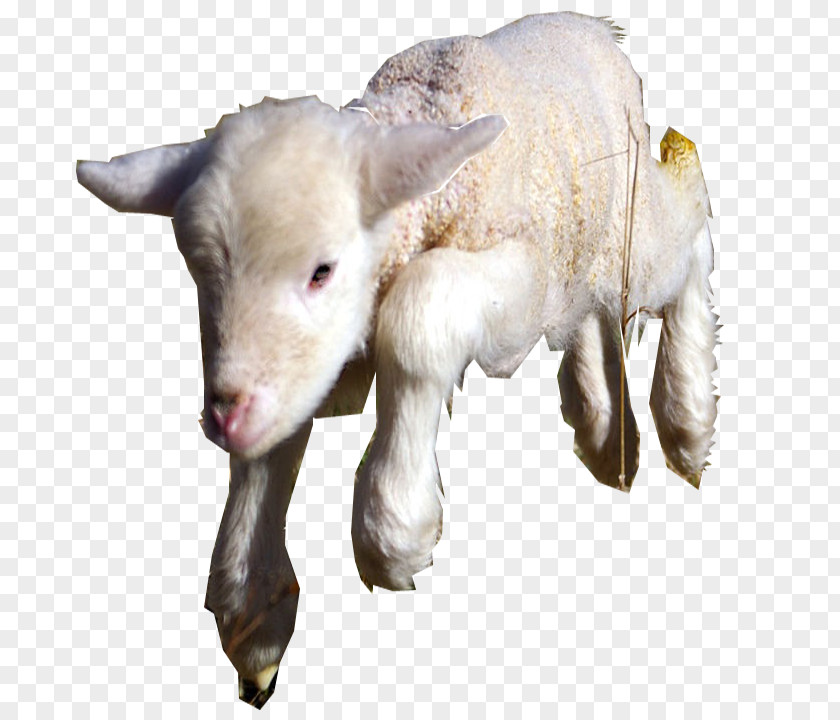 Sheep Goat Cattle Caprinae Livestock PNG
