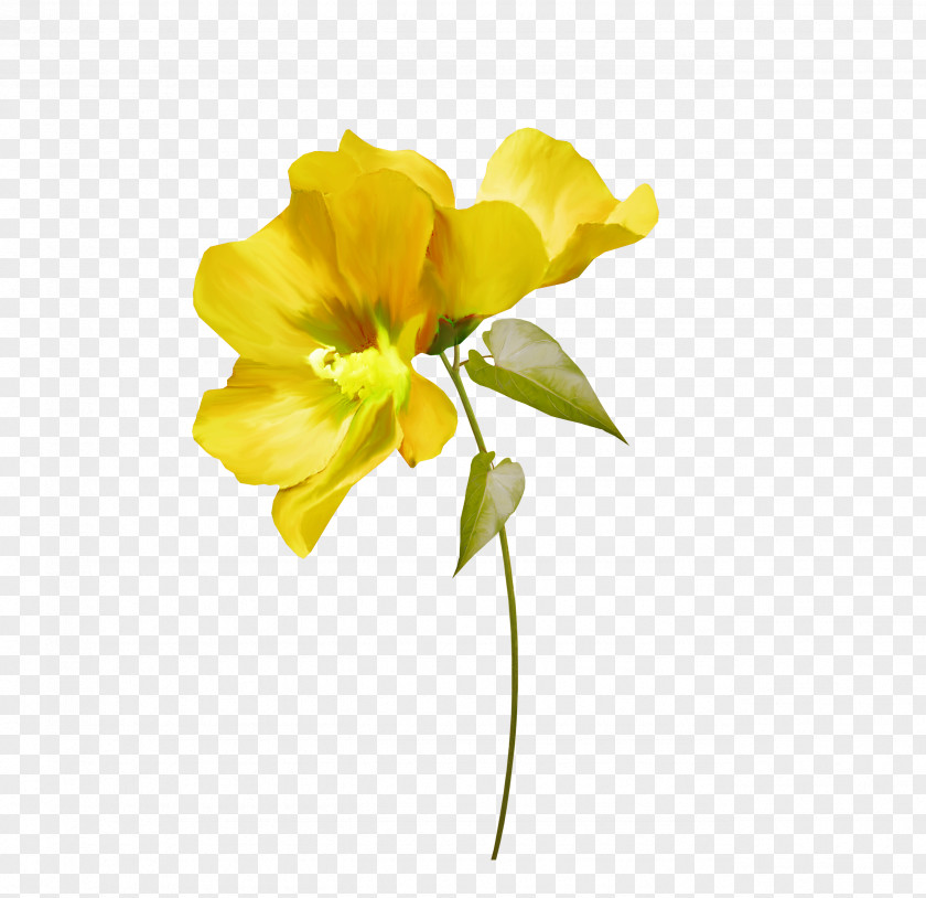 Flower Cut Flowers Yellow White Green PNG
