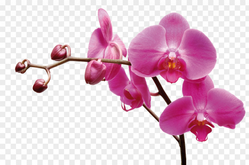 Flower Les Orchidées : 'Phalaenopsis' Moth Orchids Garden Roses Plants PNG