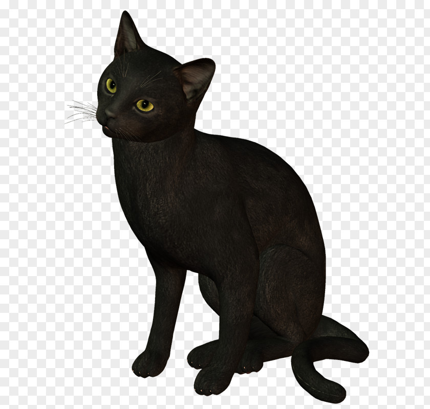 ็HR Black Cat Burmese Bombay Malayan Havana Brown PNG