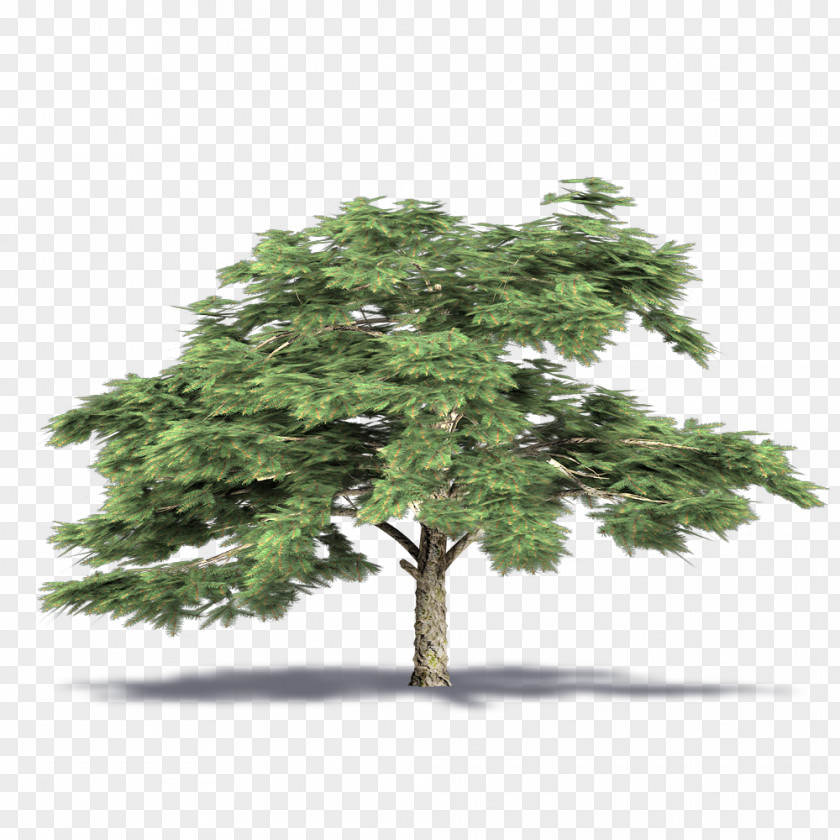 Pine View Panthers Pinus Halepensis Building Information Modeling Conifers AutoCAD DXF ArchiCAD PNG
