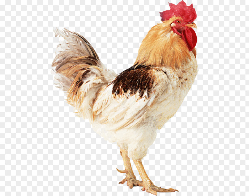 Poule Turkey Silkie Rooster PNG