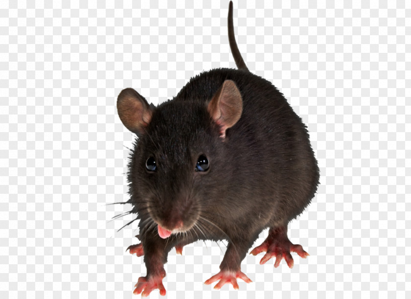 Ratfink Mouse Rodent Brown Rat Clip Art PNG