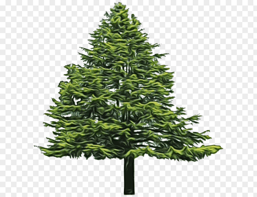 Trunk Plant Stem Tree Evergreen Pine Balsam Fir Black Spruce PNG