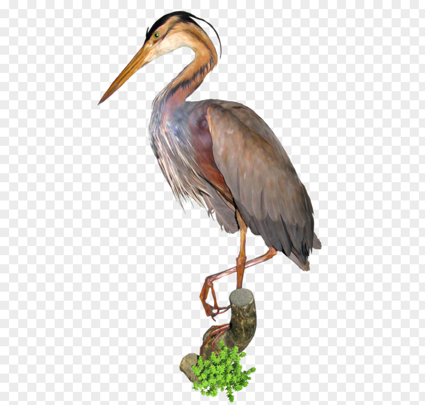 Crane Bird Great Egret Clip Art PNG