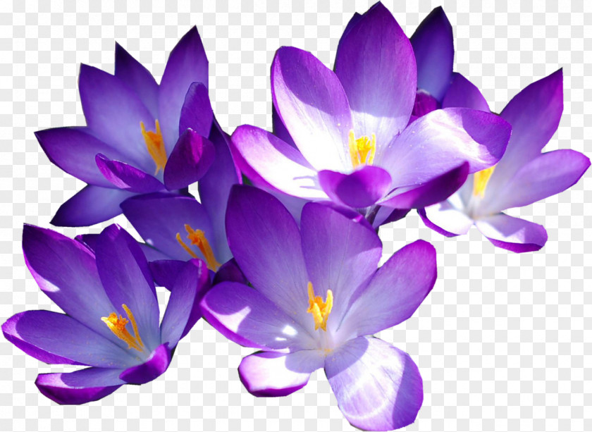 Crocus Flower Autumn Purple Saffron PNG