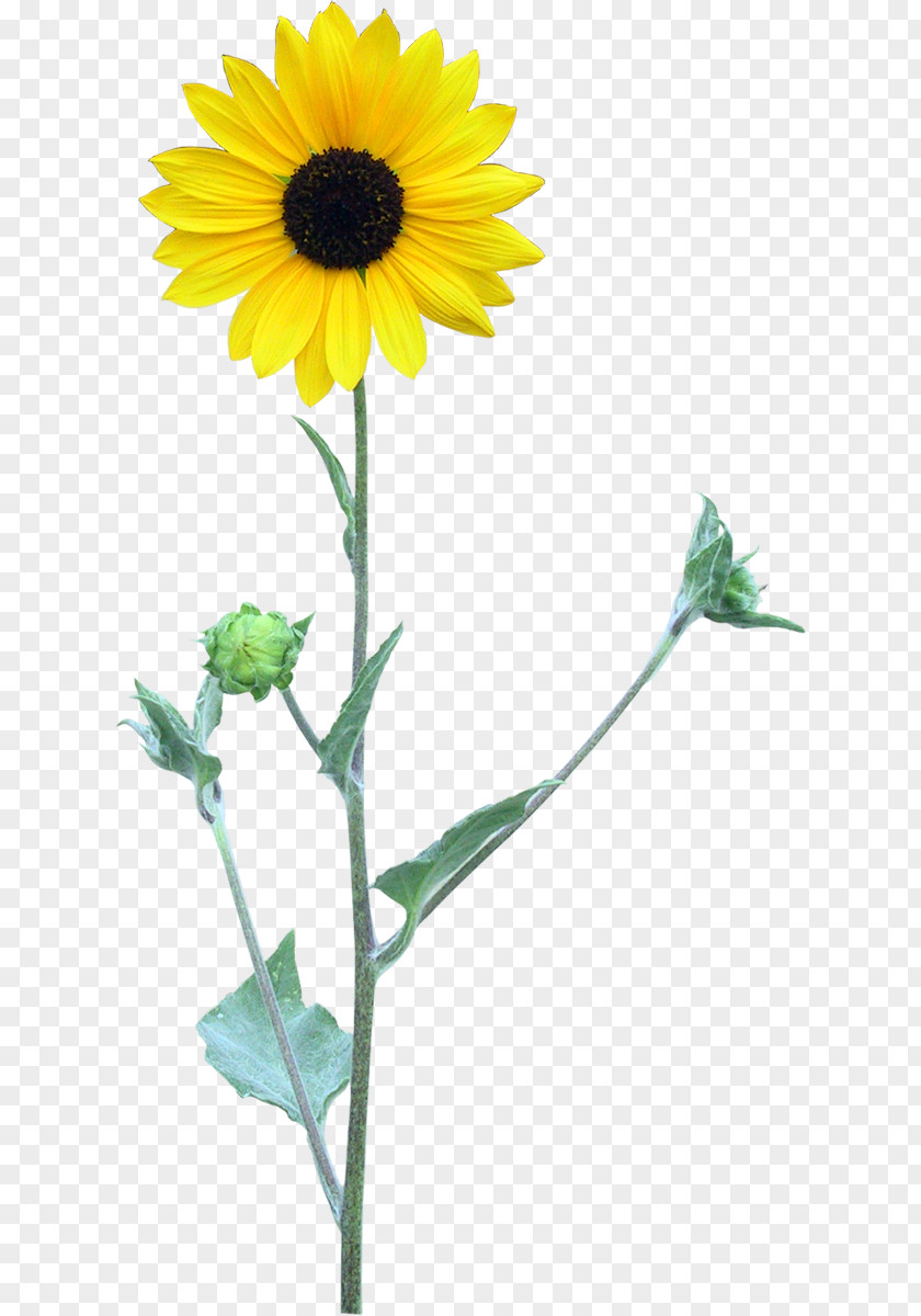 Flower Common Sunflower Four Cut Sunflowers Two Transparency And Translucency PNG
