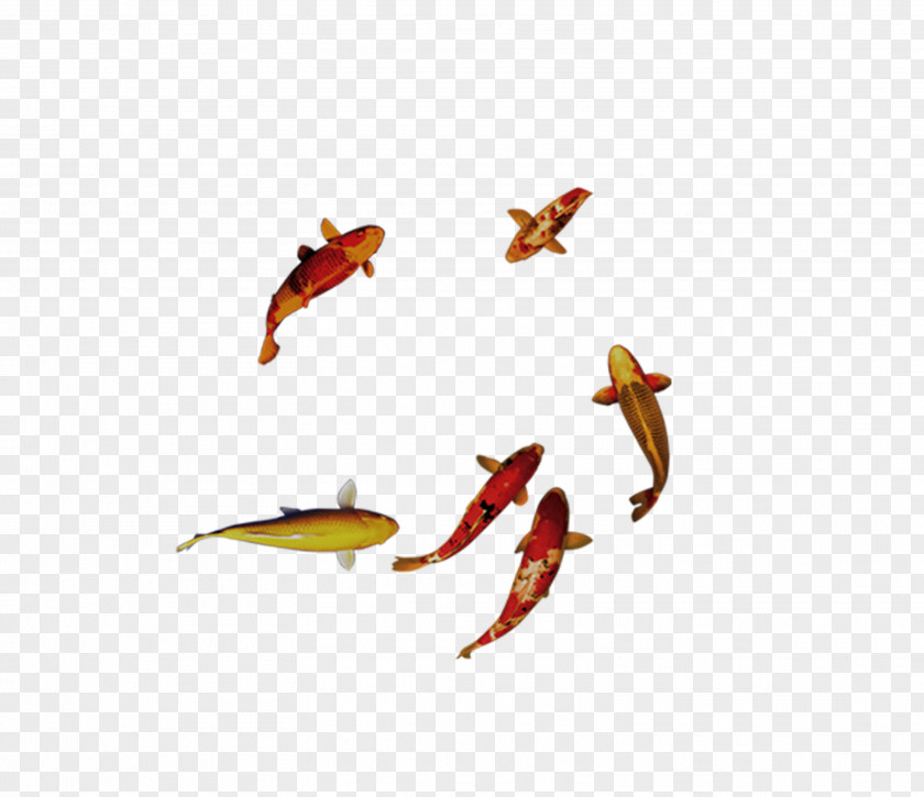 Goldfish Swimming Carassius Auratus PNG