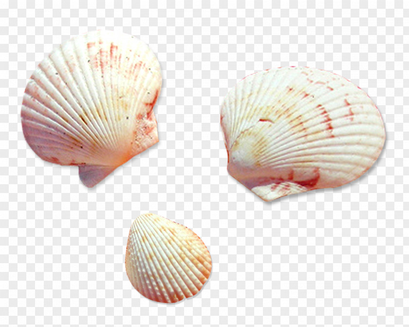 Seashell Cockle Conchology Photography Veneroida PNG