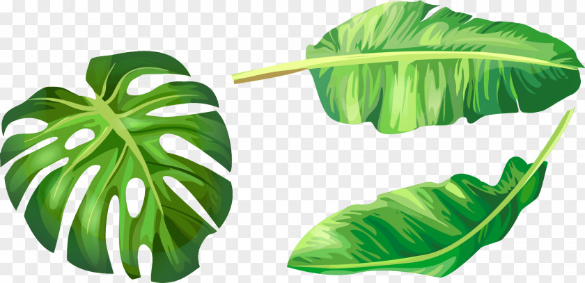 Vector Hand-painted Green Leaves Banana Leaf Euclidean Illustration PNG