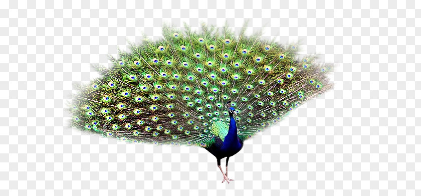 Bird Asiatic Peafowl PNG