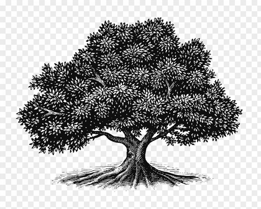 Bush Tree Oak Drawing Woodcut Illustration PNG