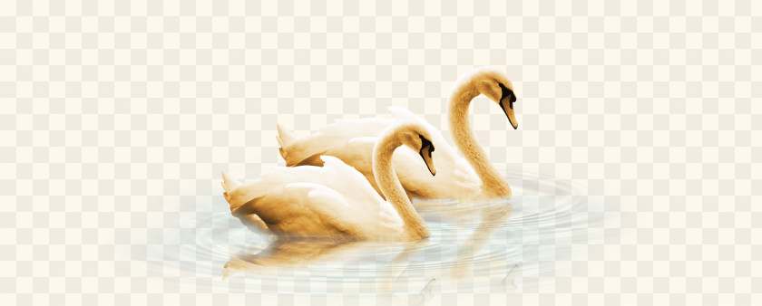 Goose Swan Duck Water Bird PNG